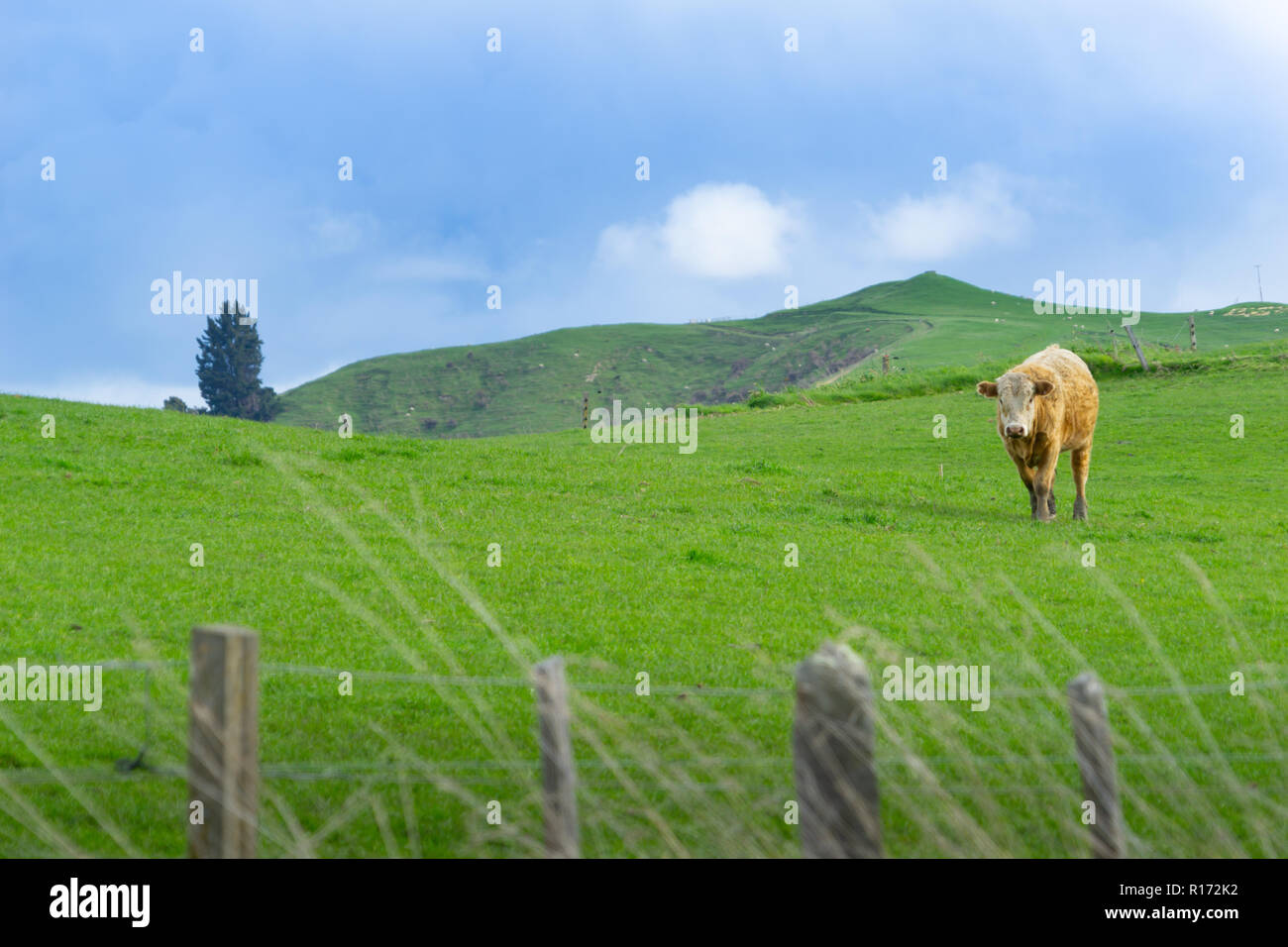 Cattle in field in rural New Zealand inquisitive looking over fence