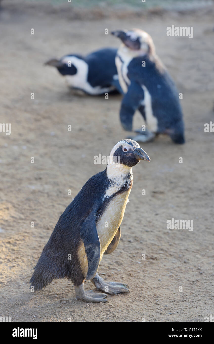 Close-up of three captive Humboldt penguins (Spheniscus Humboldti) standing walking on sand sideway and laying down in Banham Zoo Norfolk Stock Photo