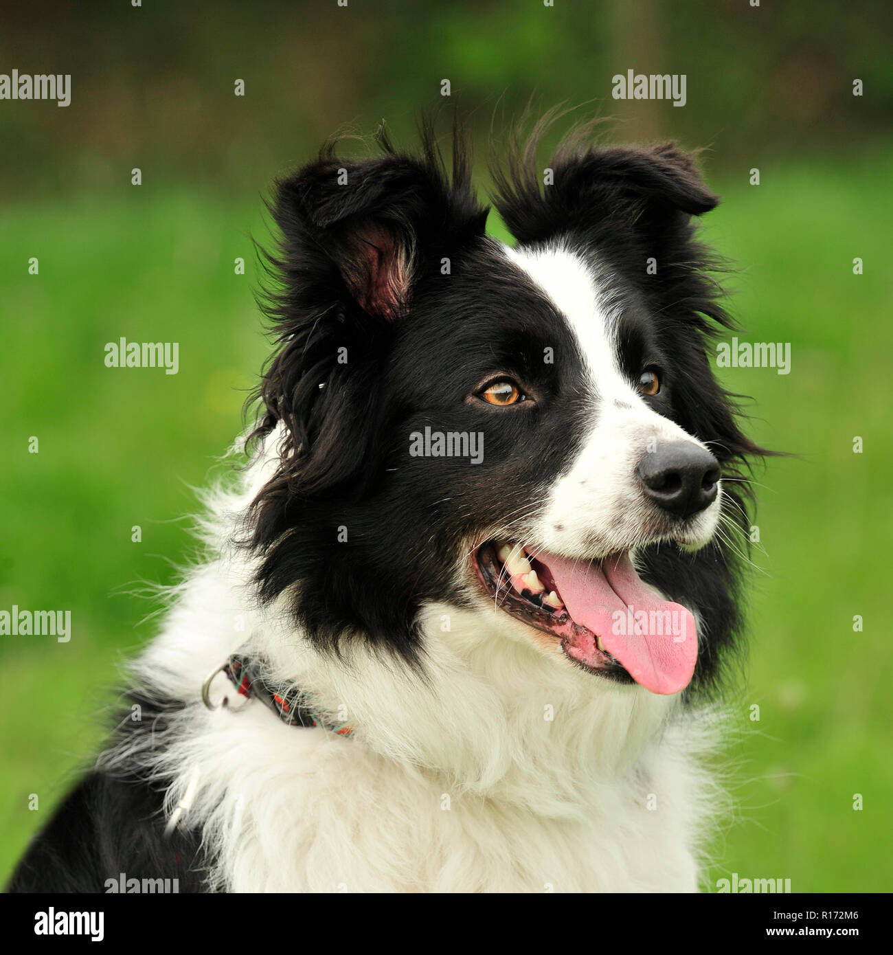 border collie Stock Photo