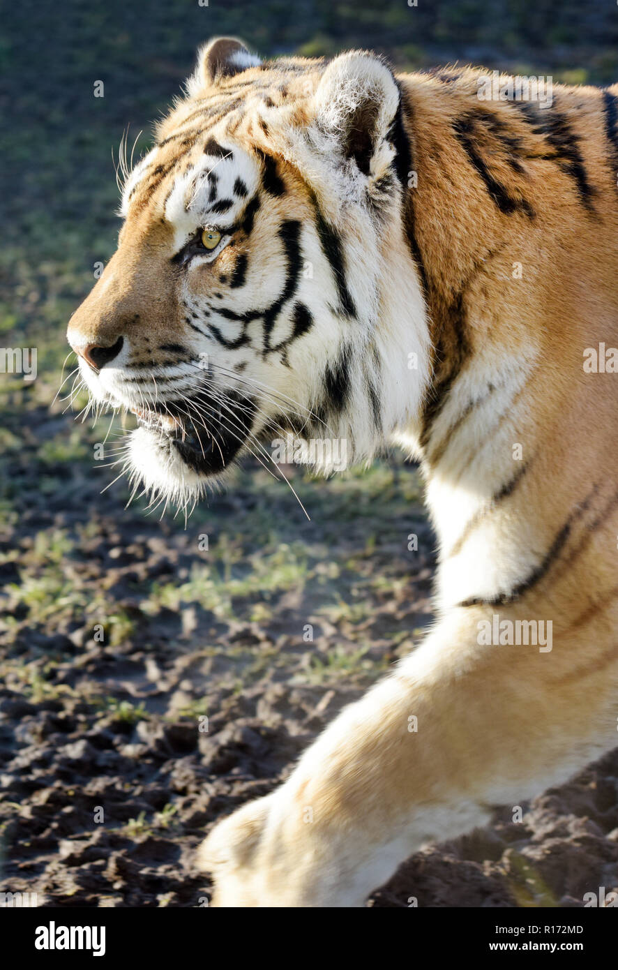 Close-up of a striped tiger's head (Panthera tigris Sondaica) walking sideway Stock Photo