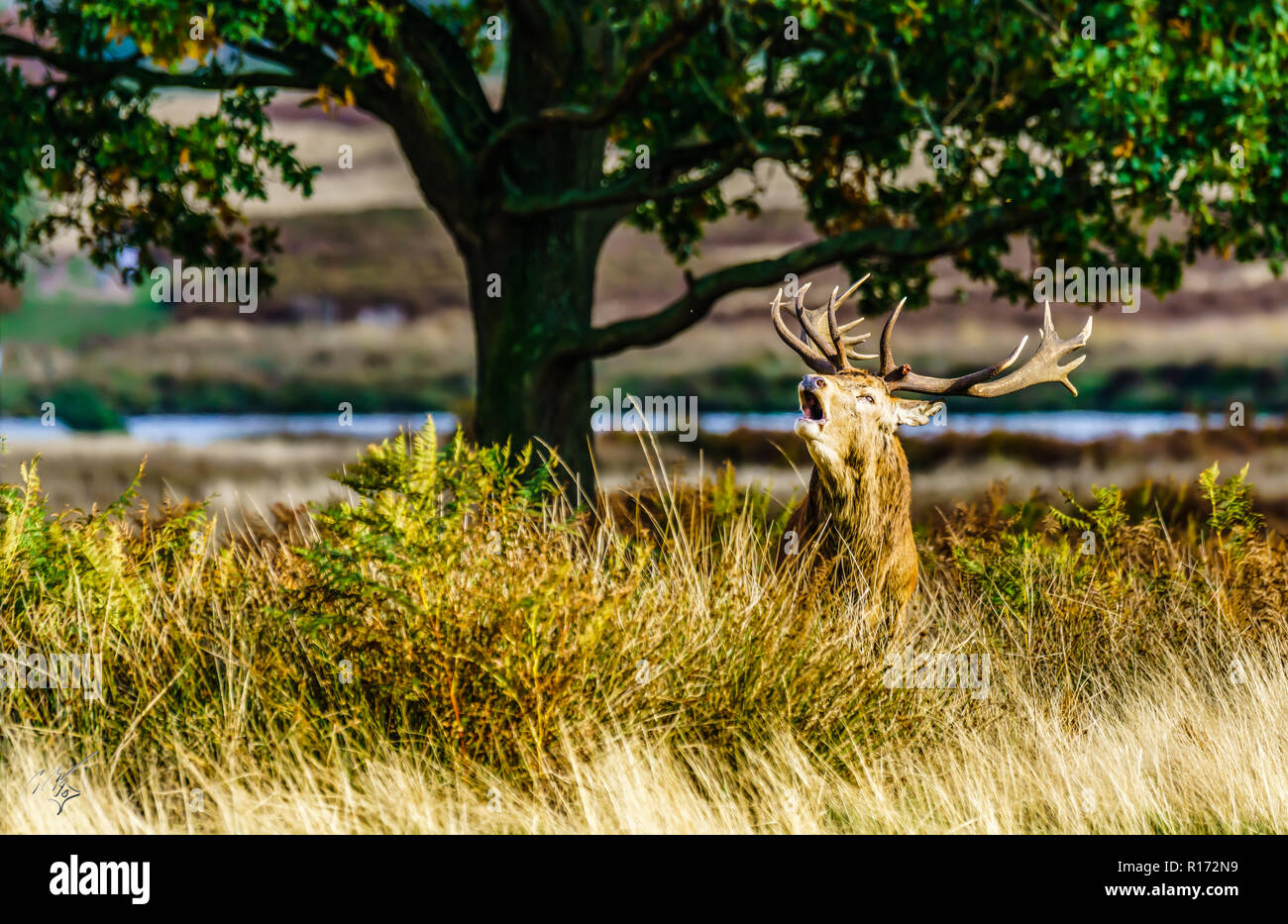 Stag in Richmond Park Stock Photo