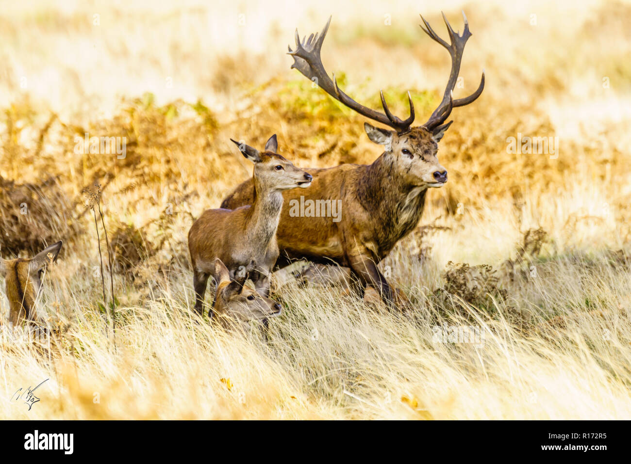 Stag in Richmond Park Stock Photo