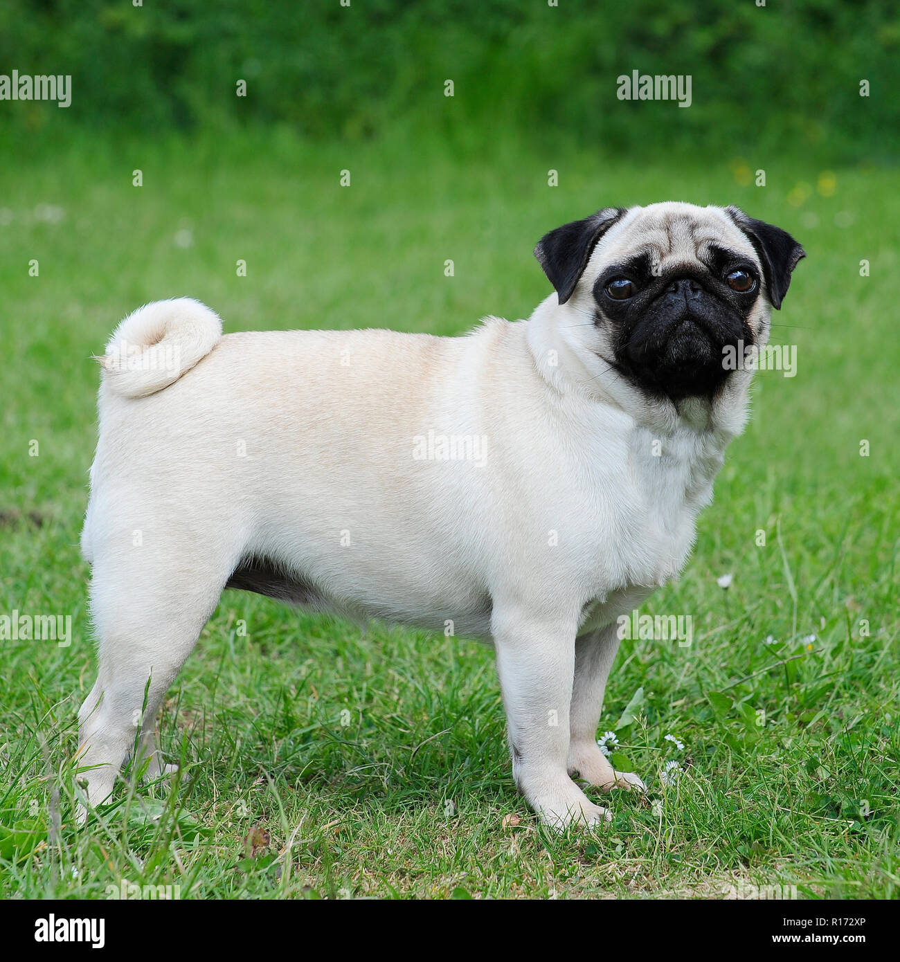 pug Stock Photo