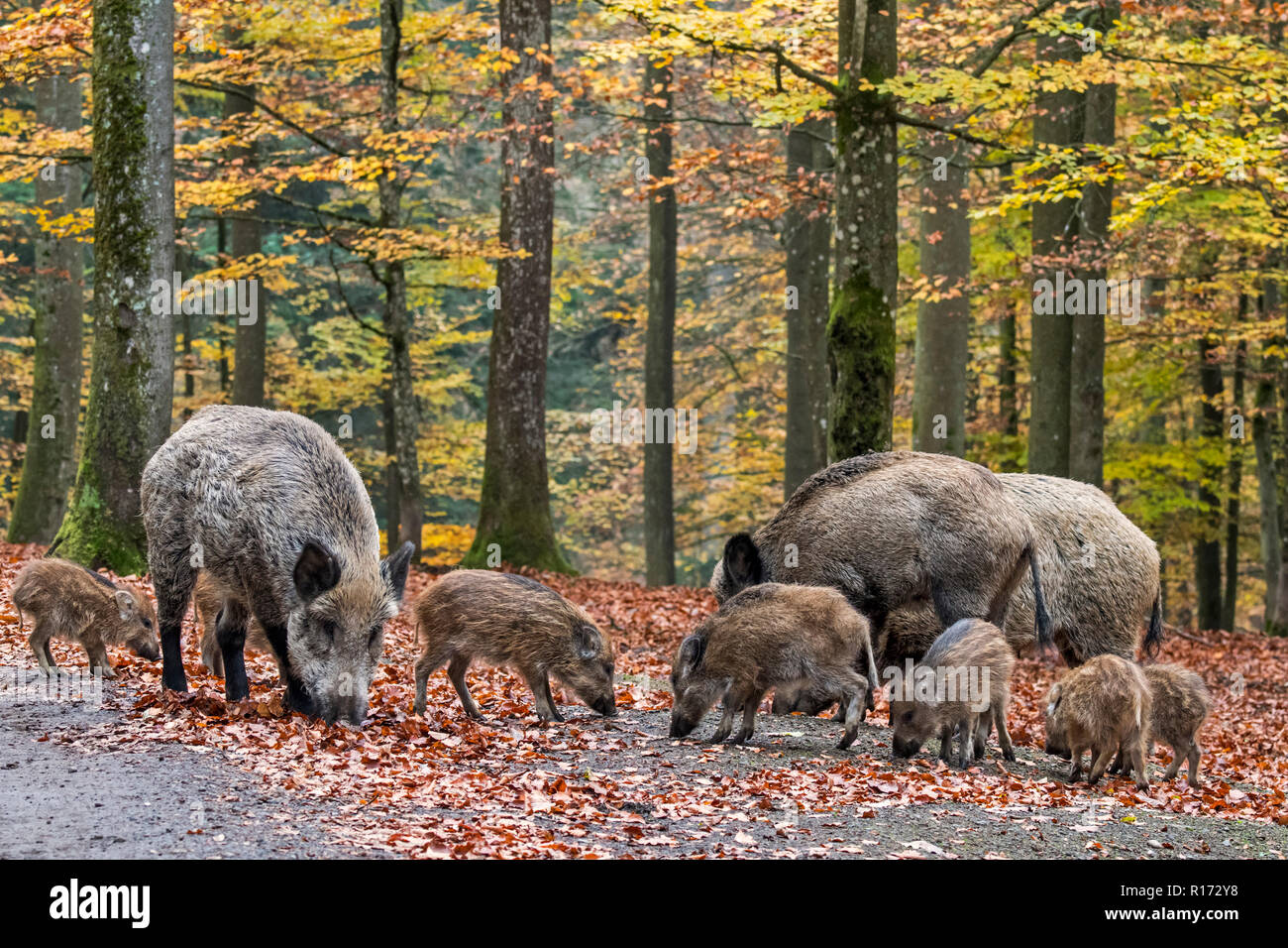 Wild boar (Sus scrofa) sounder with piglets foraging in autumn forest by digging with snout in leaf litter in search for beech nuts in the Ardennes Stock Photo