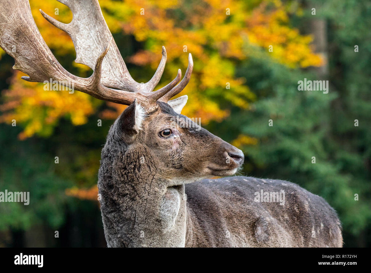 Close up portrait of fallow deer (Dama dama) buck / male with big antlers in autumn forest Stock Photo