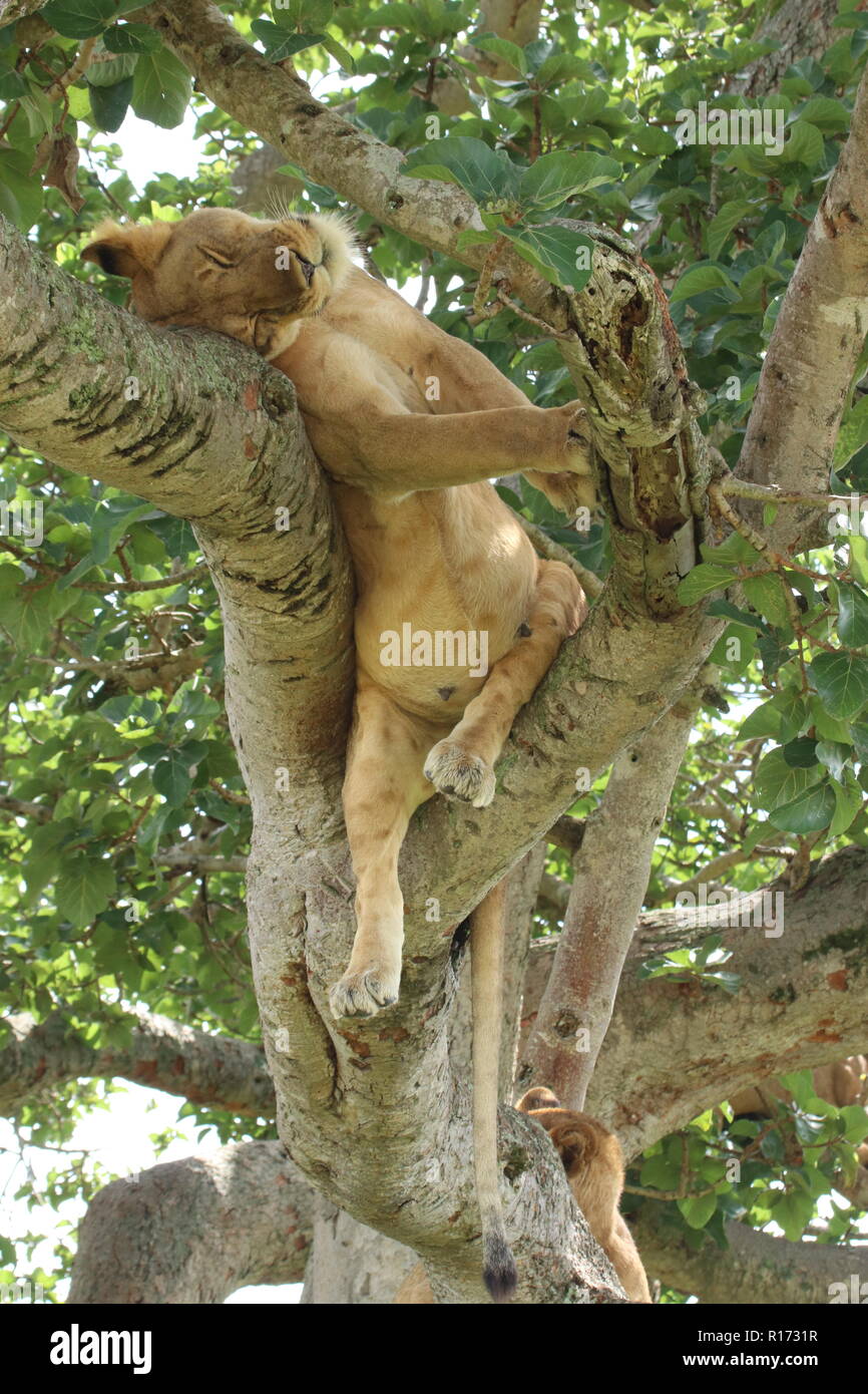 gemütlich, schlafender Baumlöwe im Baum im Ishasha Nationalpark Uganda (Ostafrika) Stock Photo