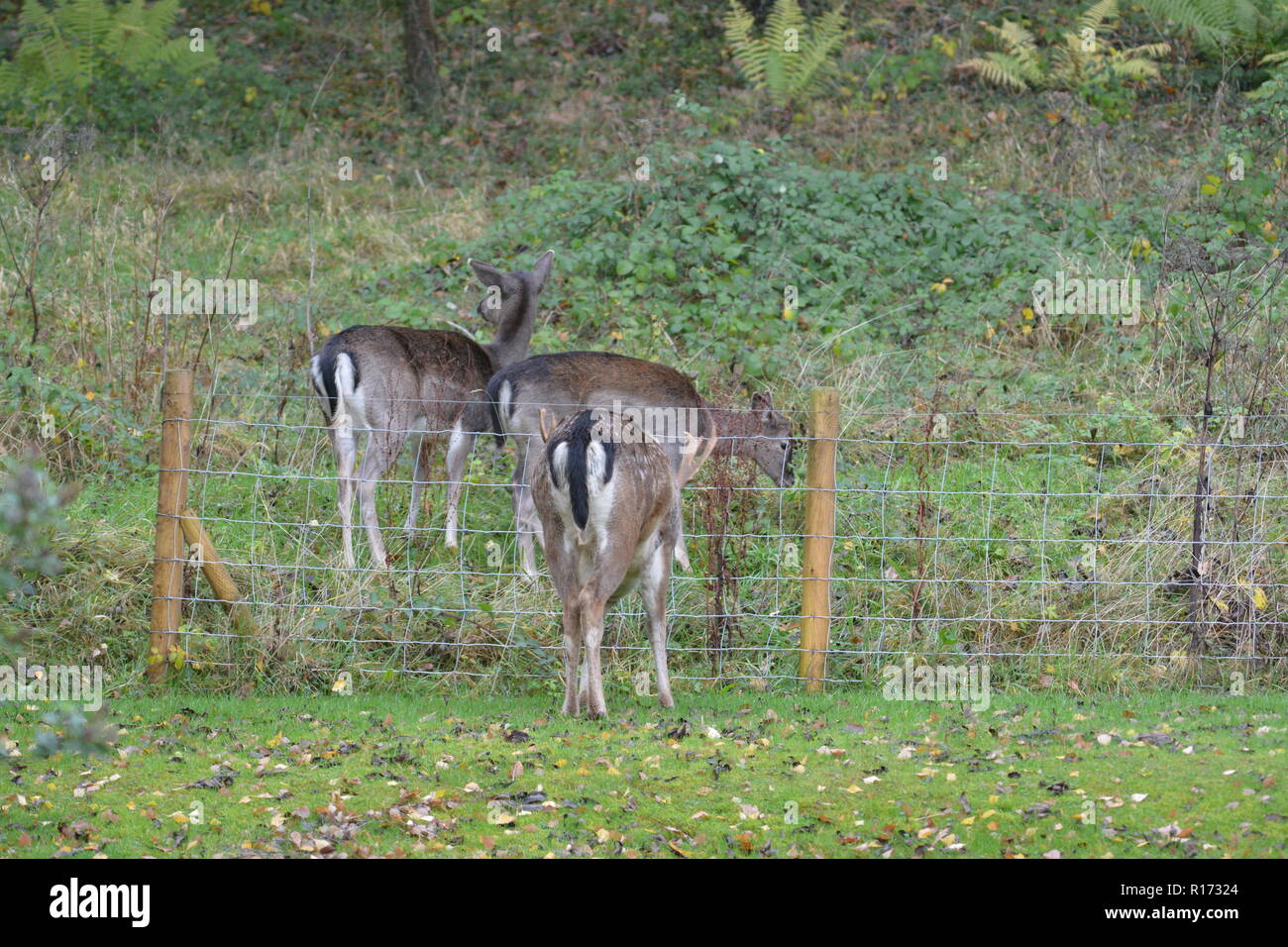 Young Sika deer standing in a group in a clearing close to stock fence and wooden posts The Doward South Herefordshire England UK Stock Photo