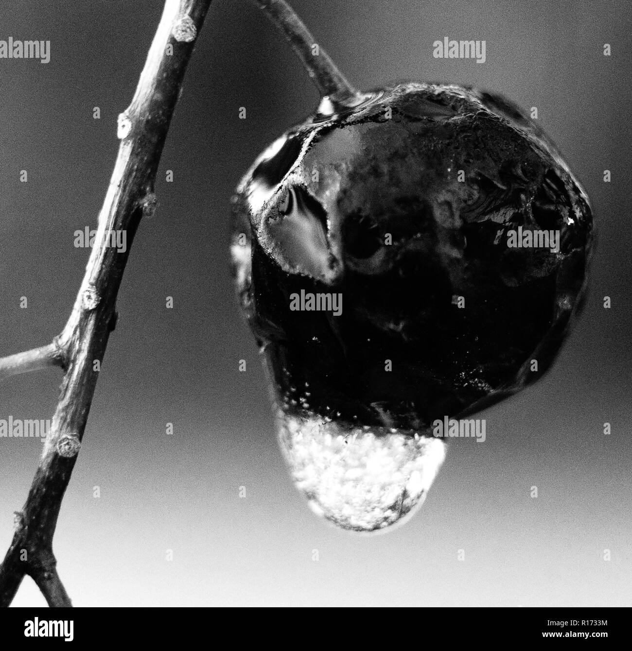 Macro photography Black and White Stock Photos & Images Alamy