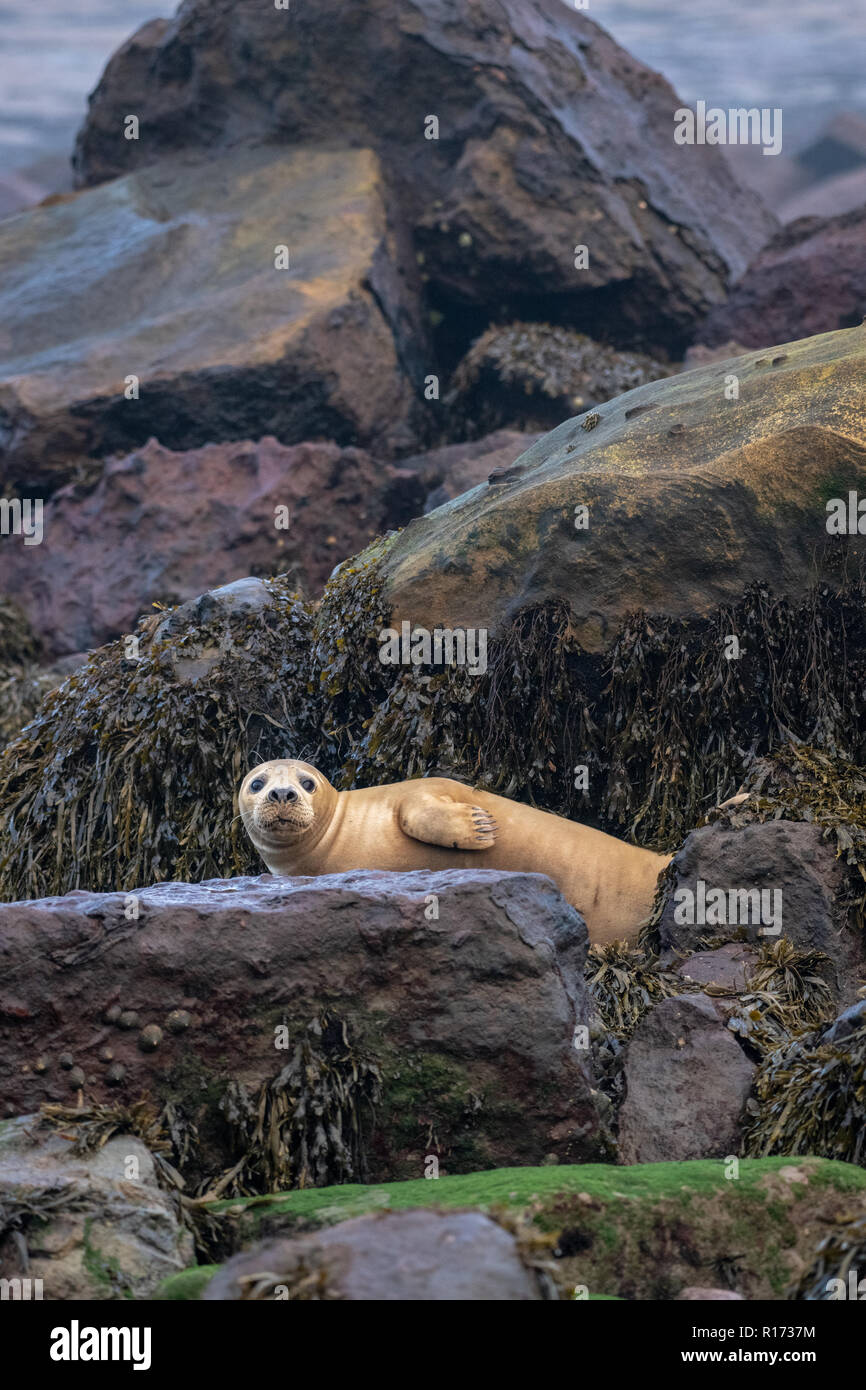 Grey Seal (Halichoerus grypus) Amongst the Rocks Stock Photo
