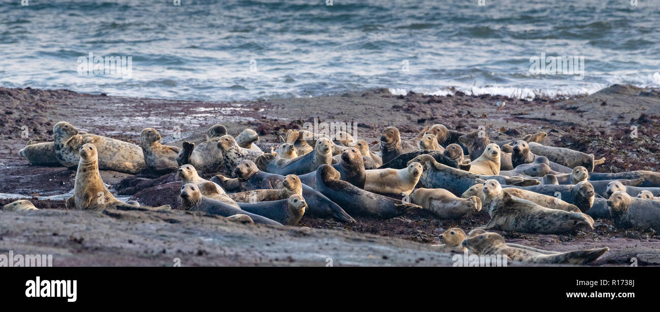Colony of Grey Seals (Halichoerus grypus) on the Rocks Stock Photo