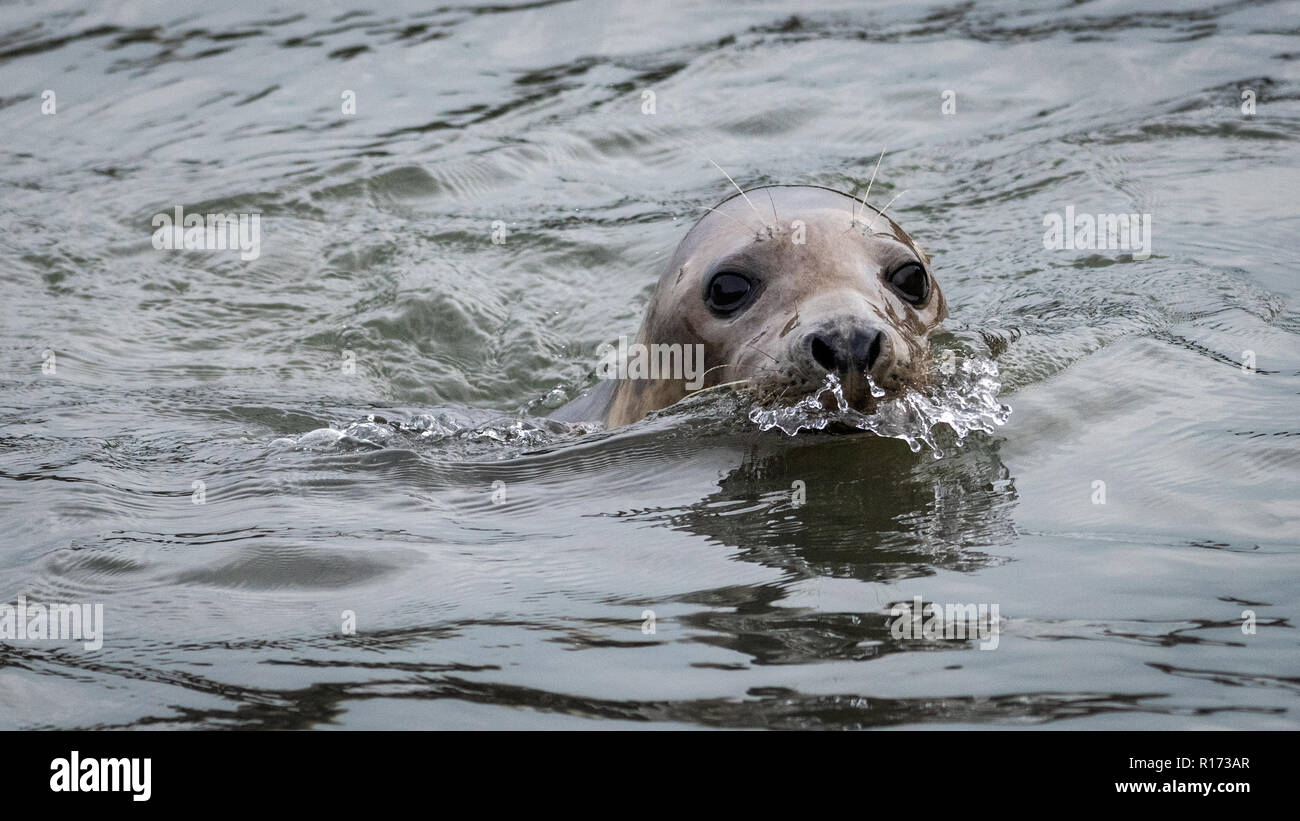 Close-Up of Grey Seal (Halichoerus grypus) Swimming and Looking Stock Photo