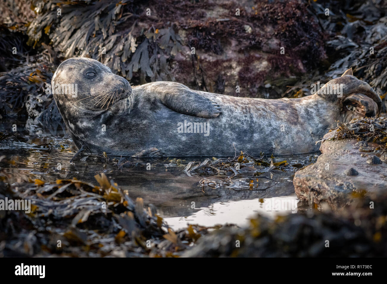 Grey Seal (Halichoerus grypus) Lying in a Rock Pool Stock Photo