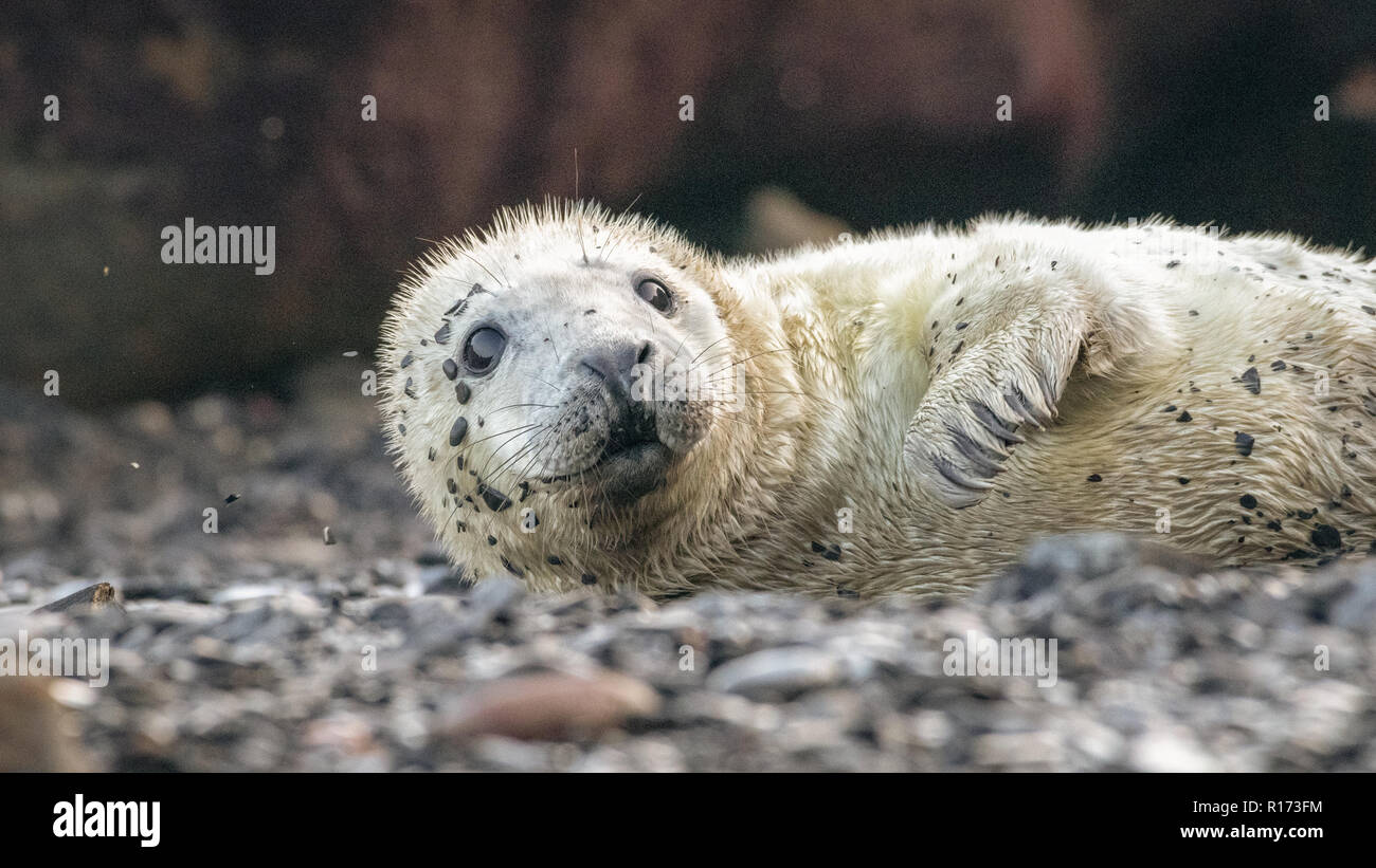 Grey Seal Pup( Halichoerus grypus) Stock Photo