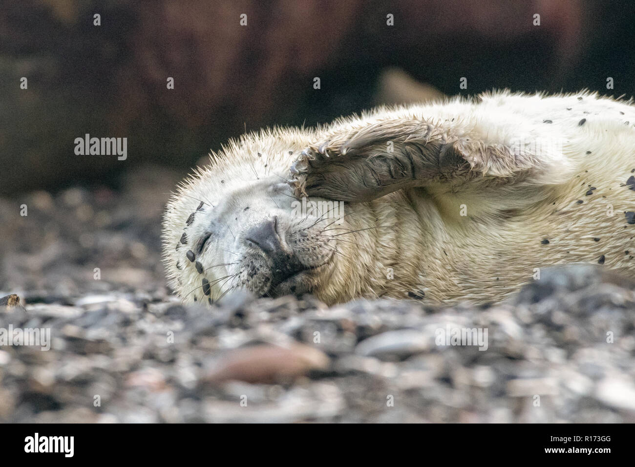 Sleepy Grey Seal Pup (Halichoerus grypus) Stock Photo