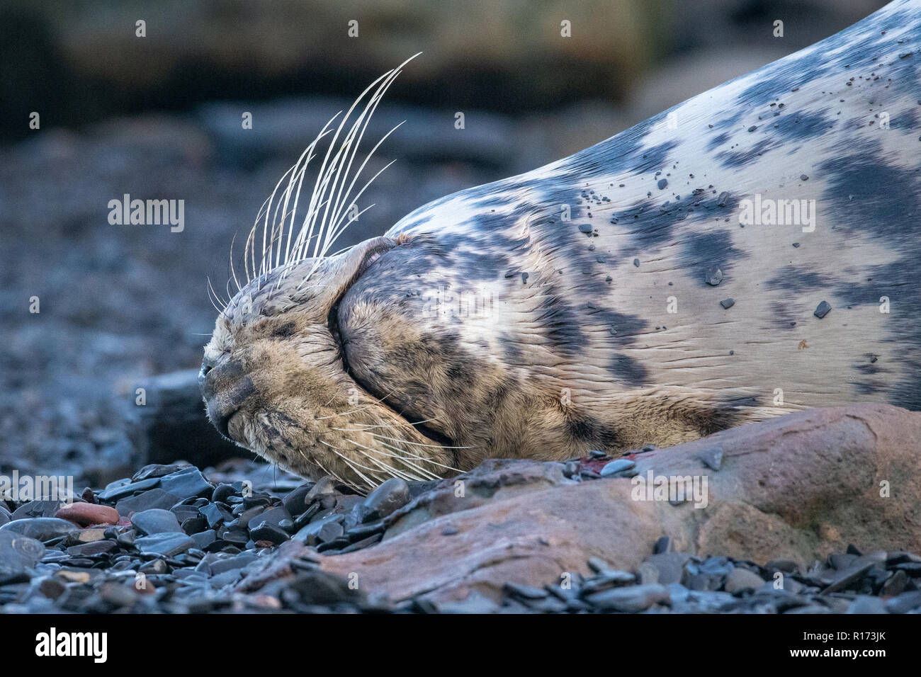 Grey Seal (Halichoerus grypus) Close-Up Whiskers Stock Photo