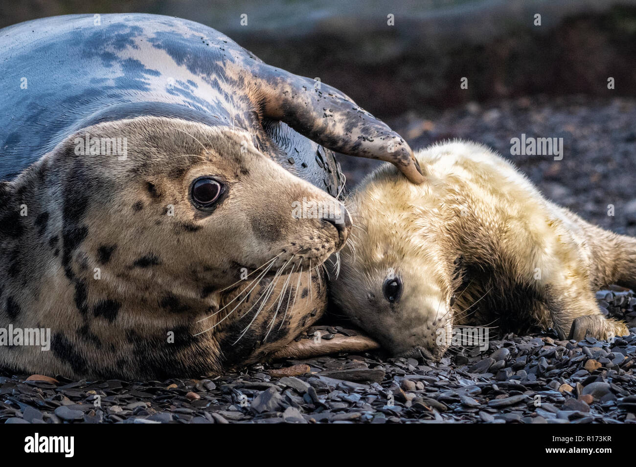 Grey Seal (Halichoerus grypus) Stroking Pup Stock Photo