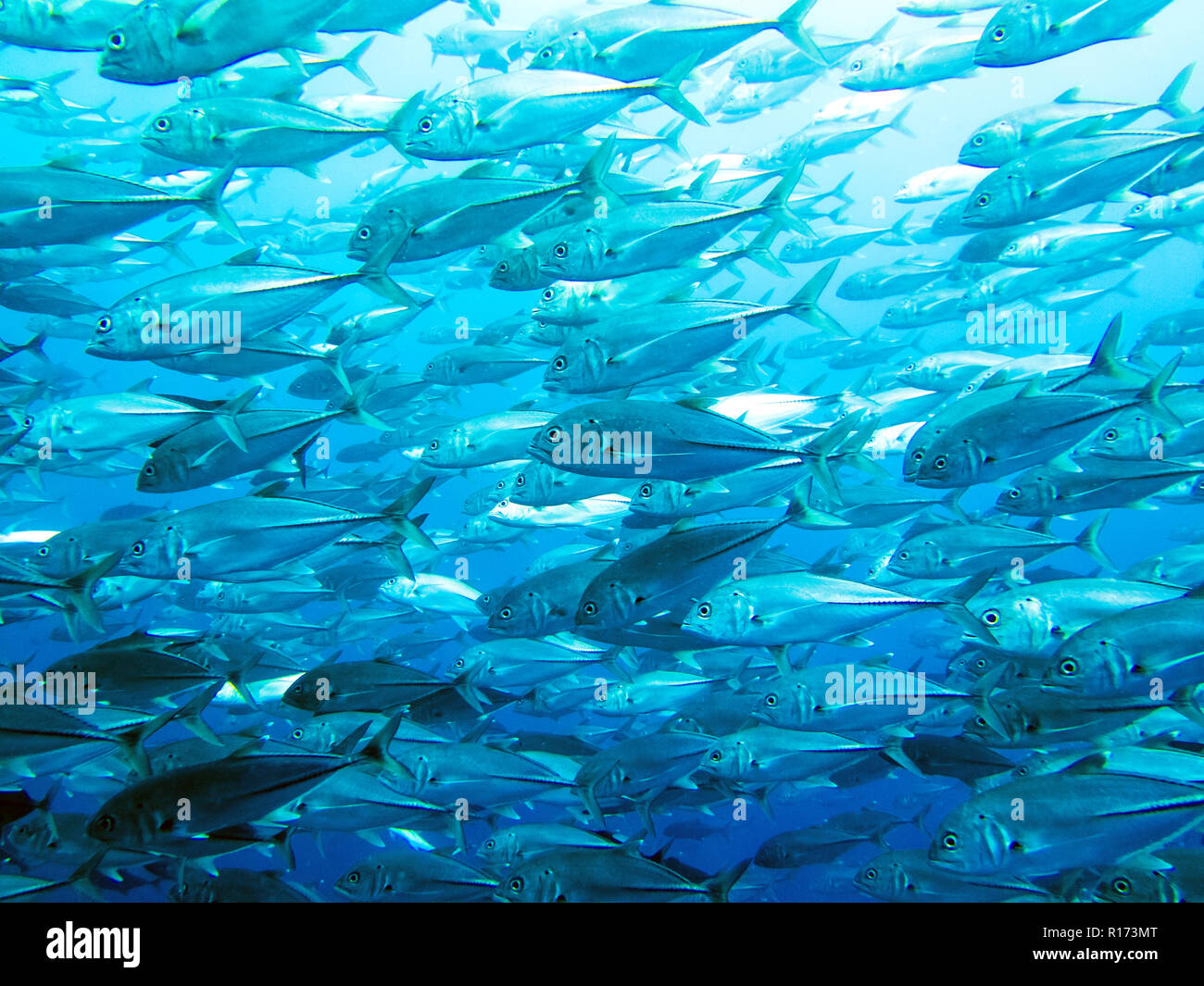 Big school of Fish (Trevally) in Apo Island, Philippines Stock Photo