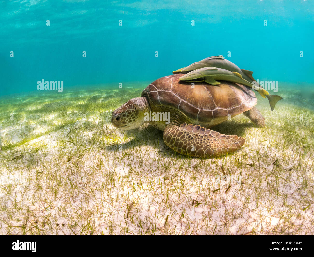 Green Sea Turtle Eats Grass with Remoras on Shell - Akumal, Mexico, Caribbean Sea Stock Photo