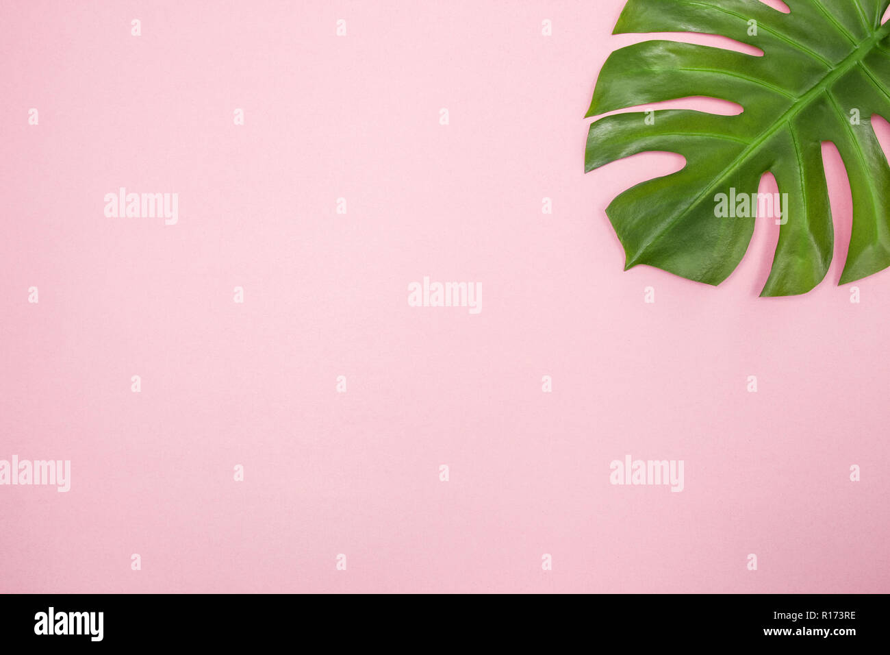 Monstera palm leaf on pastel pink background. Elegant decor element with lots of copy space. Stock Photo