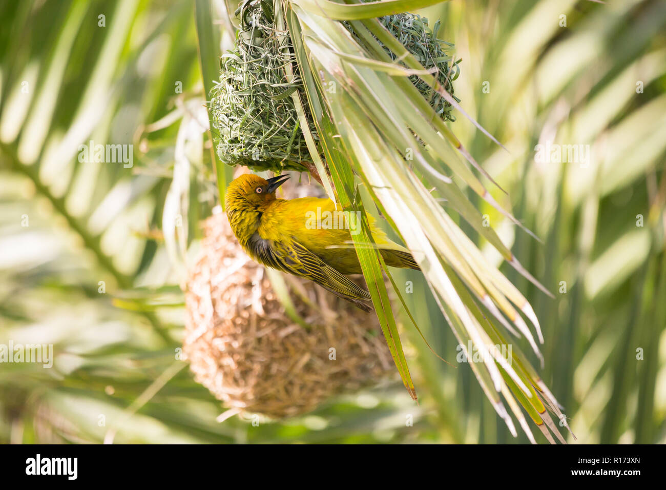 Cape Weaver (Ploceus capensis) bird hanging under its woven nest in a palm tree Stock Photo