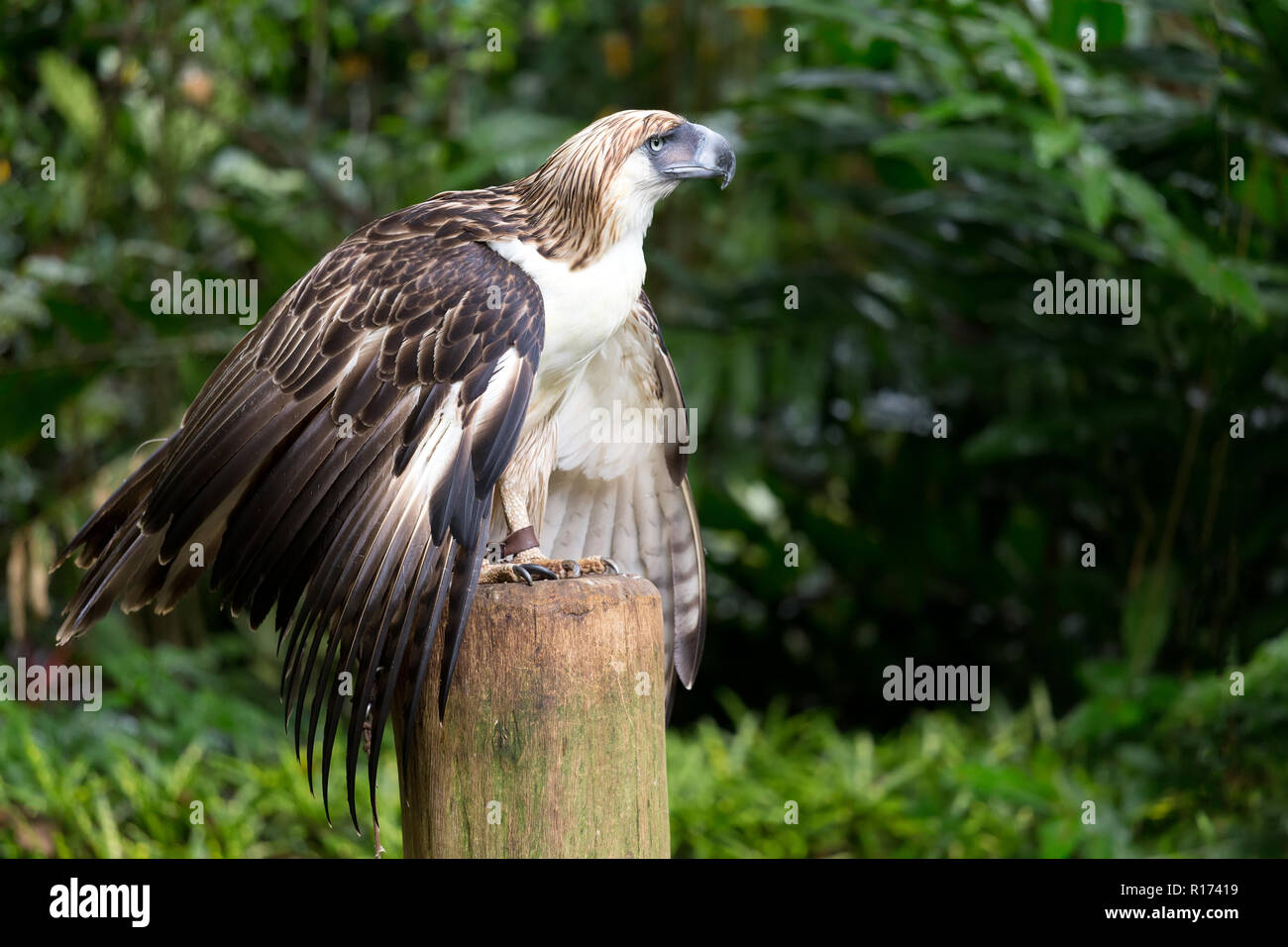Rarest Eagle The Filipino eagle is a very rare and endangered species living in the ...
