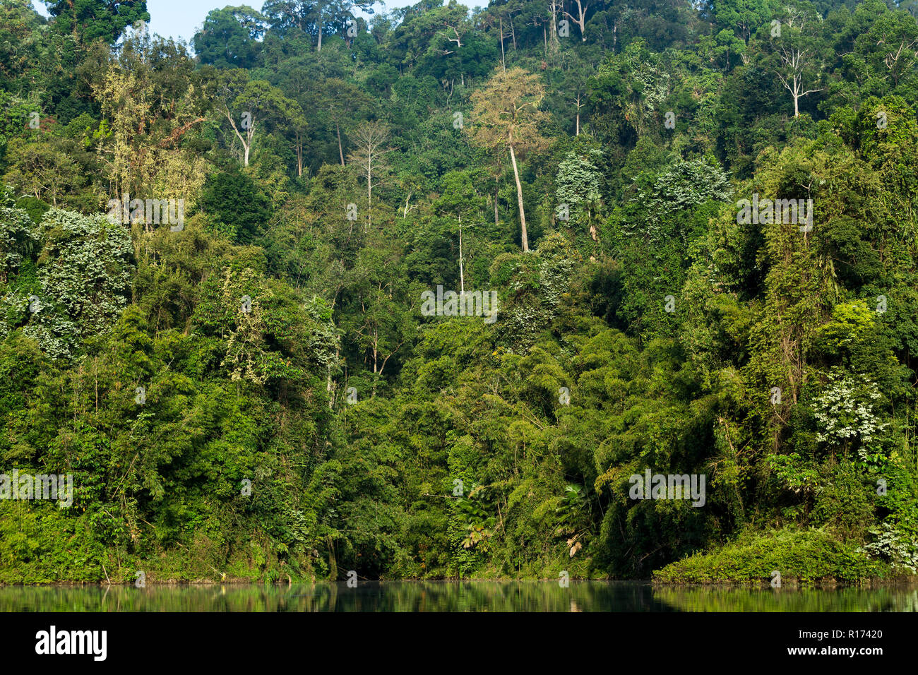 Dry dense vegetation hi-res stock photography and images - Alamy
