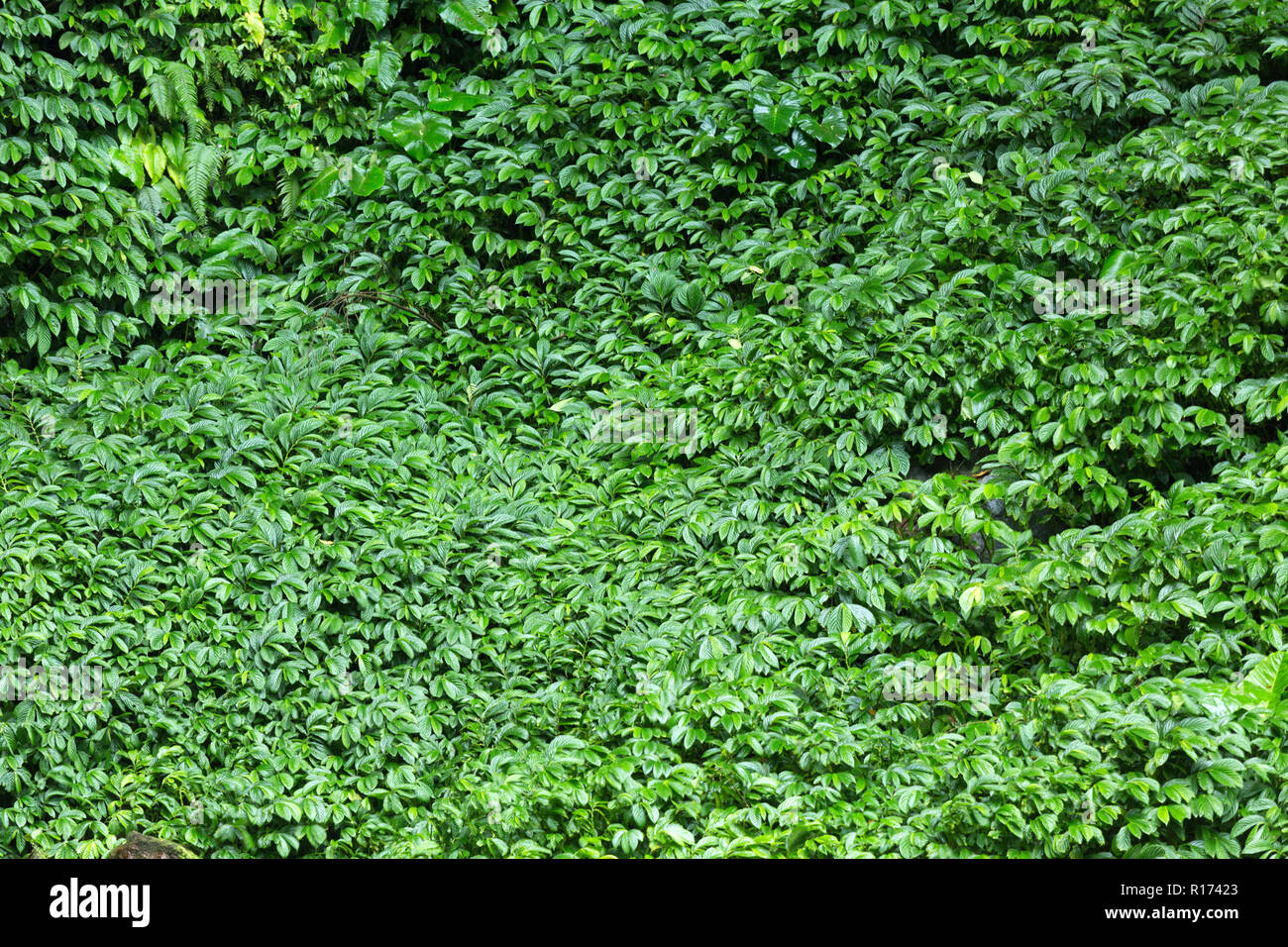 Wet jungle leaves background Stock Photo