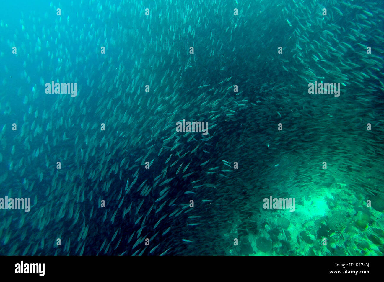 Shoal of sardines hires stock photography and images Alamy