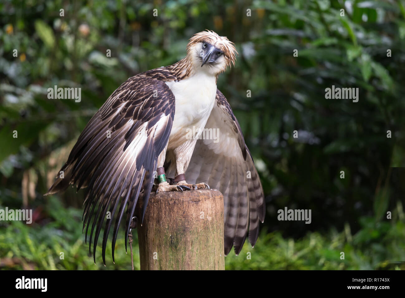 Rarest Eagle The Filipino eagle is a very rare and endangered species living in the ...