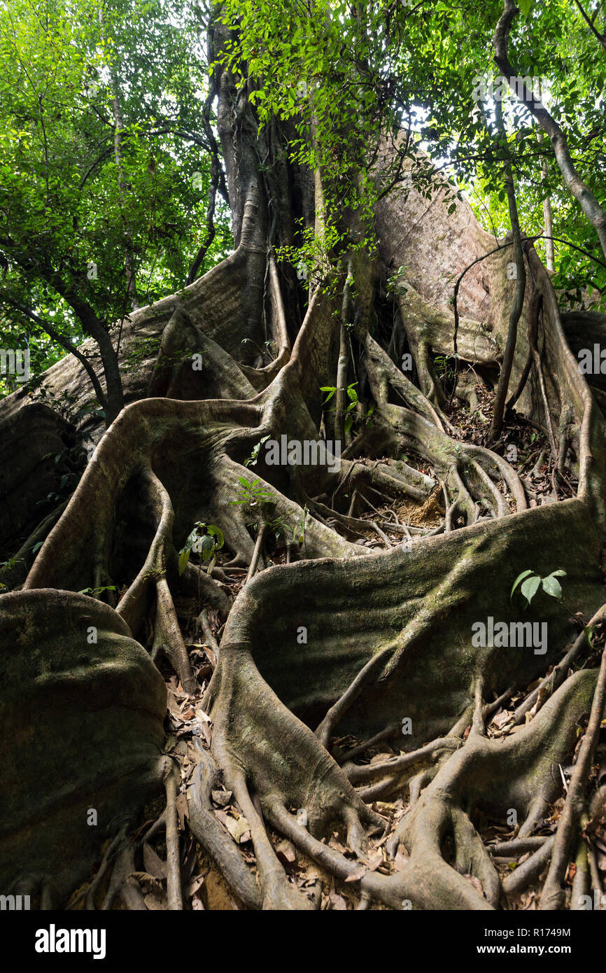 Large fig tree trunk and roots in tropical rainforest, Khao Sok national park, Thailand Stock Photo