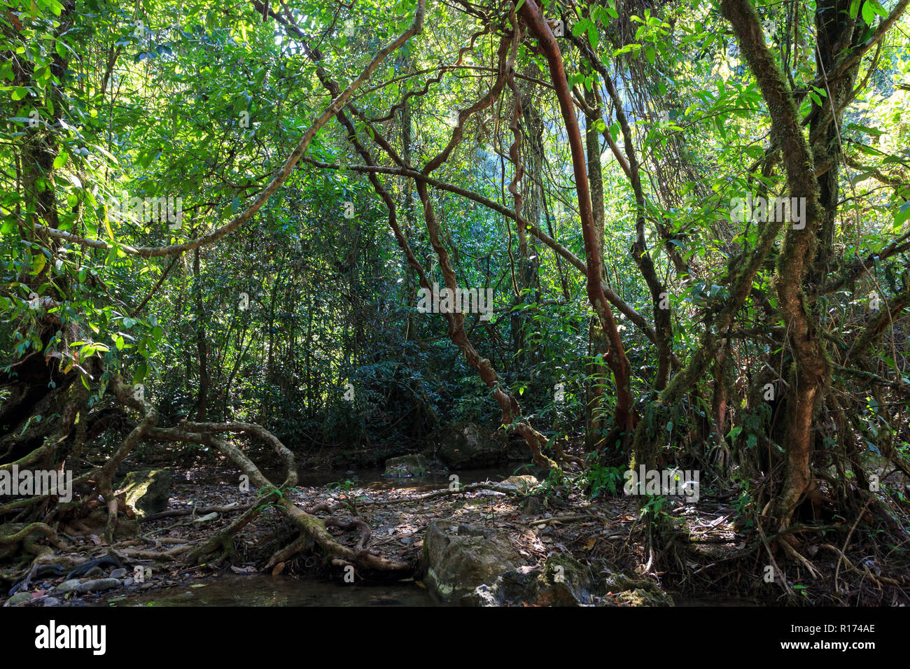 Dense jungle with twisted and entangled vines int he Khao Sok national park, Thailand Stock Photo