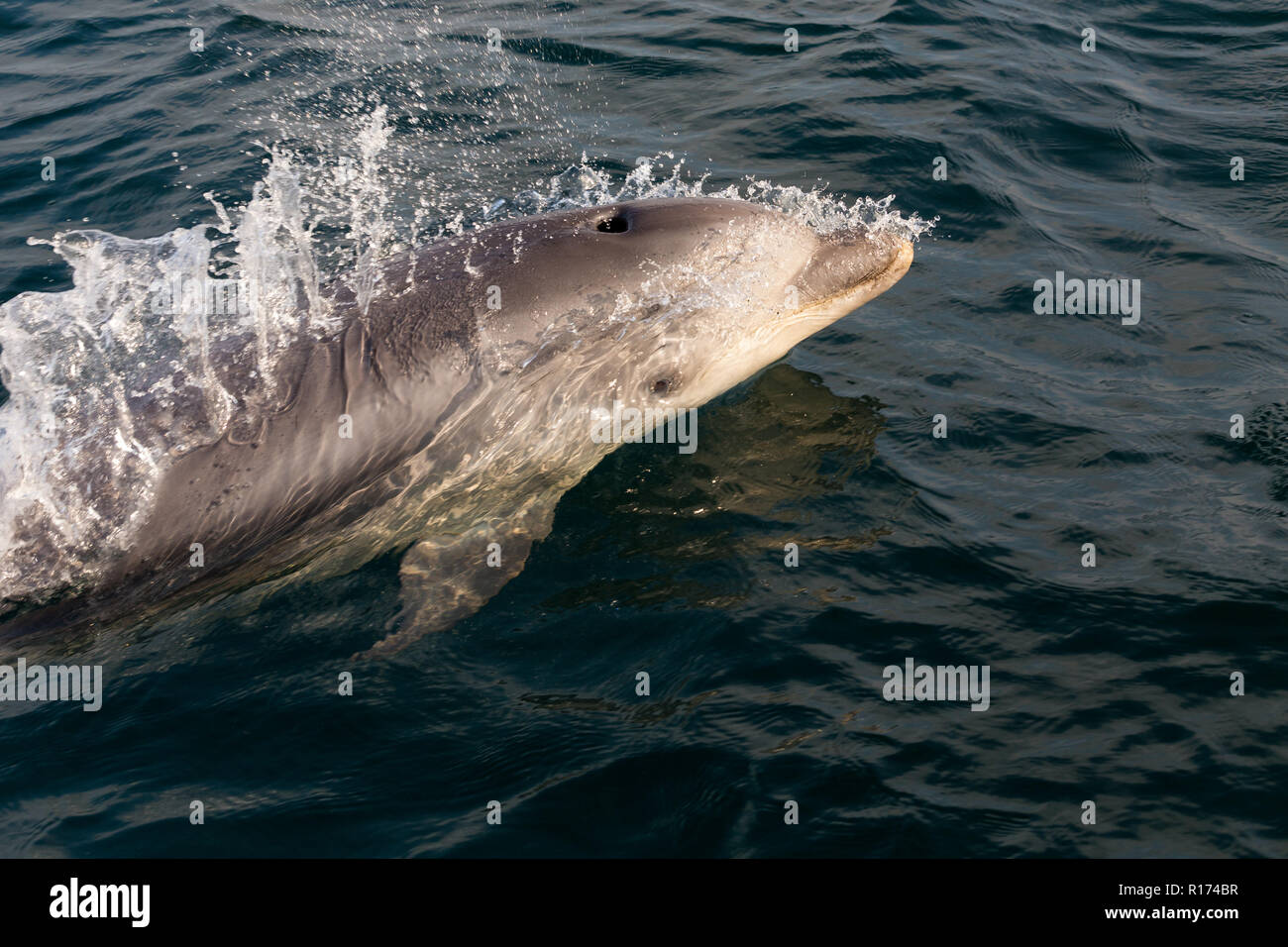 Dolphin swimming in Iroise sea, Brittany, France Stock Photo
