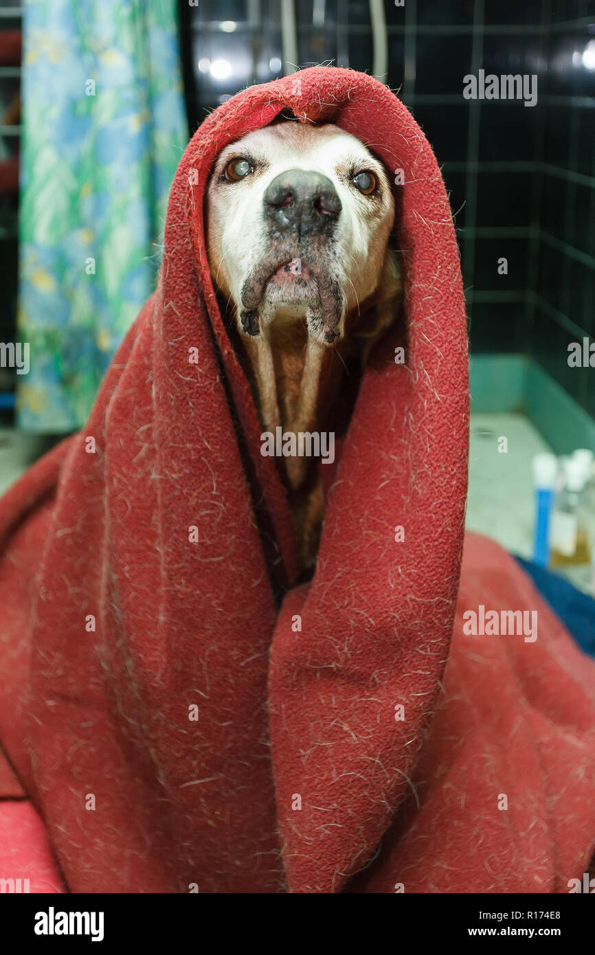 Quoi ? Où ? - Page 2 Funny-dog-covered-with-a-dirty-blanket-and-looking-very-silly-and-proud-R174E8