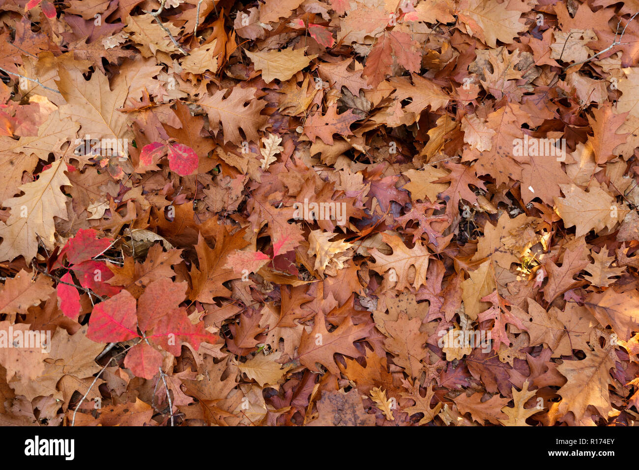 Fallen leaves background in a temperate forest Stock Photo