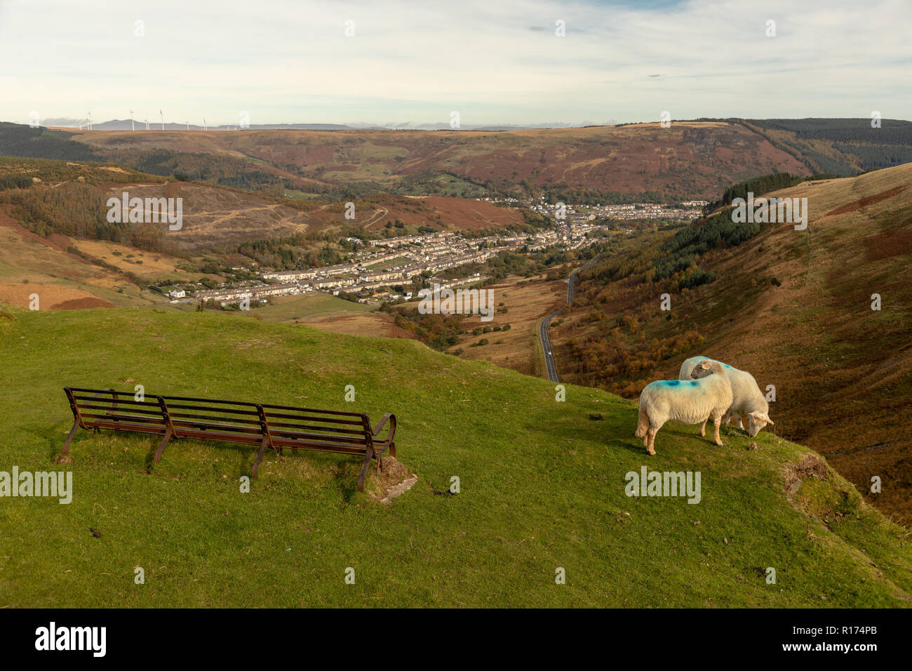 Sheep gather at the Bwlch y Clawdd mountain pass near Treorchy in the Rhondda Valleys, South Wales, UK. Stock Photo