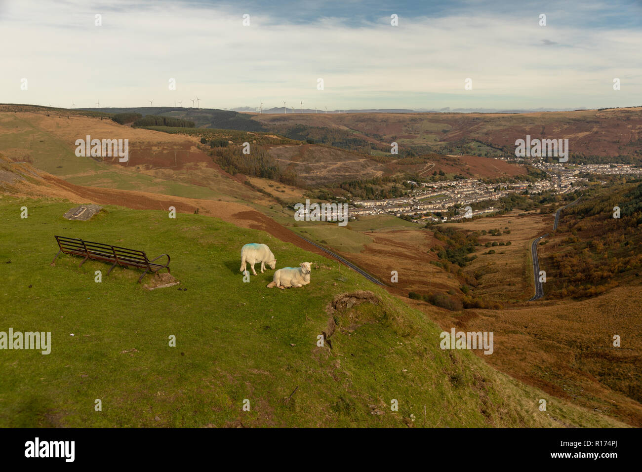Sheep gather at the Bwlch y Clawdd mountain pass near Treorchy in the Rhondda Valleys, South Wales, UK. Stock Photo