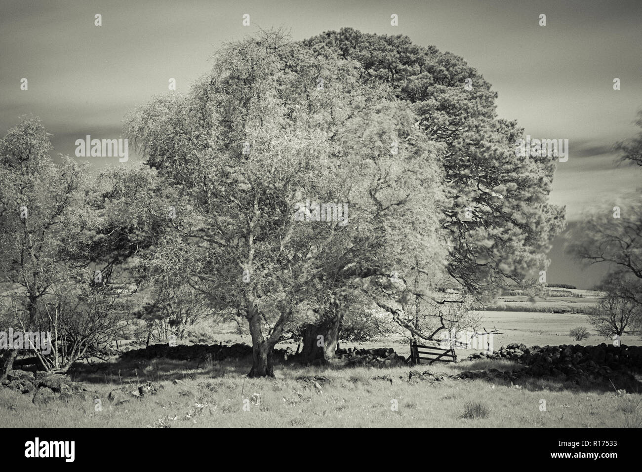 infrared trees landscape Stock Photo - Alamy