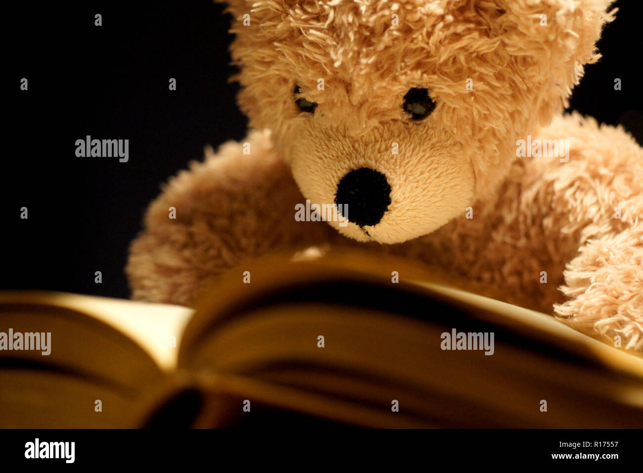 brown reading teddy bear at white background Stock Photo