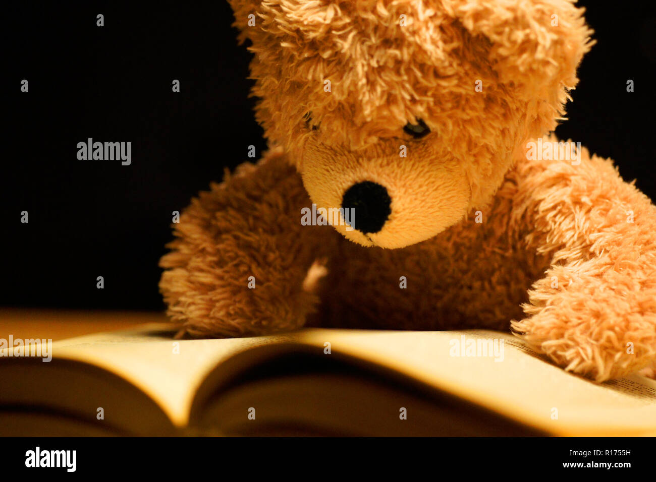 brown reading teddy bear at white background Stock Photo