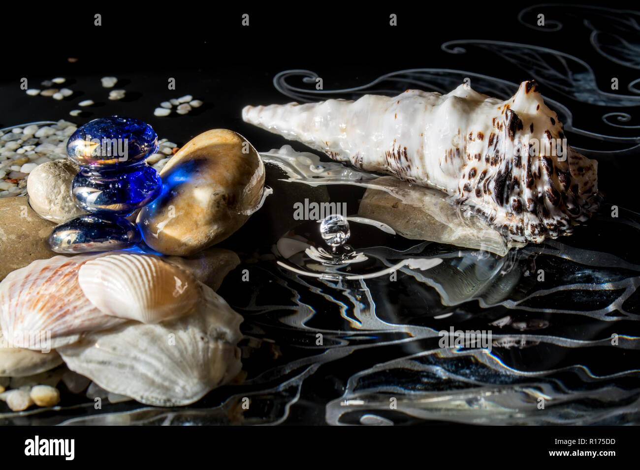 Nautilus shell in the sea hi-res stock photography and images