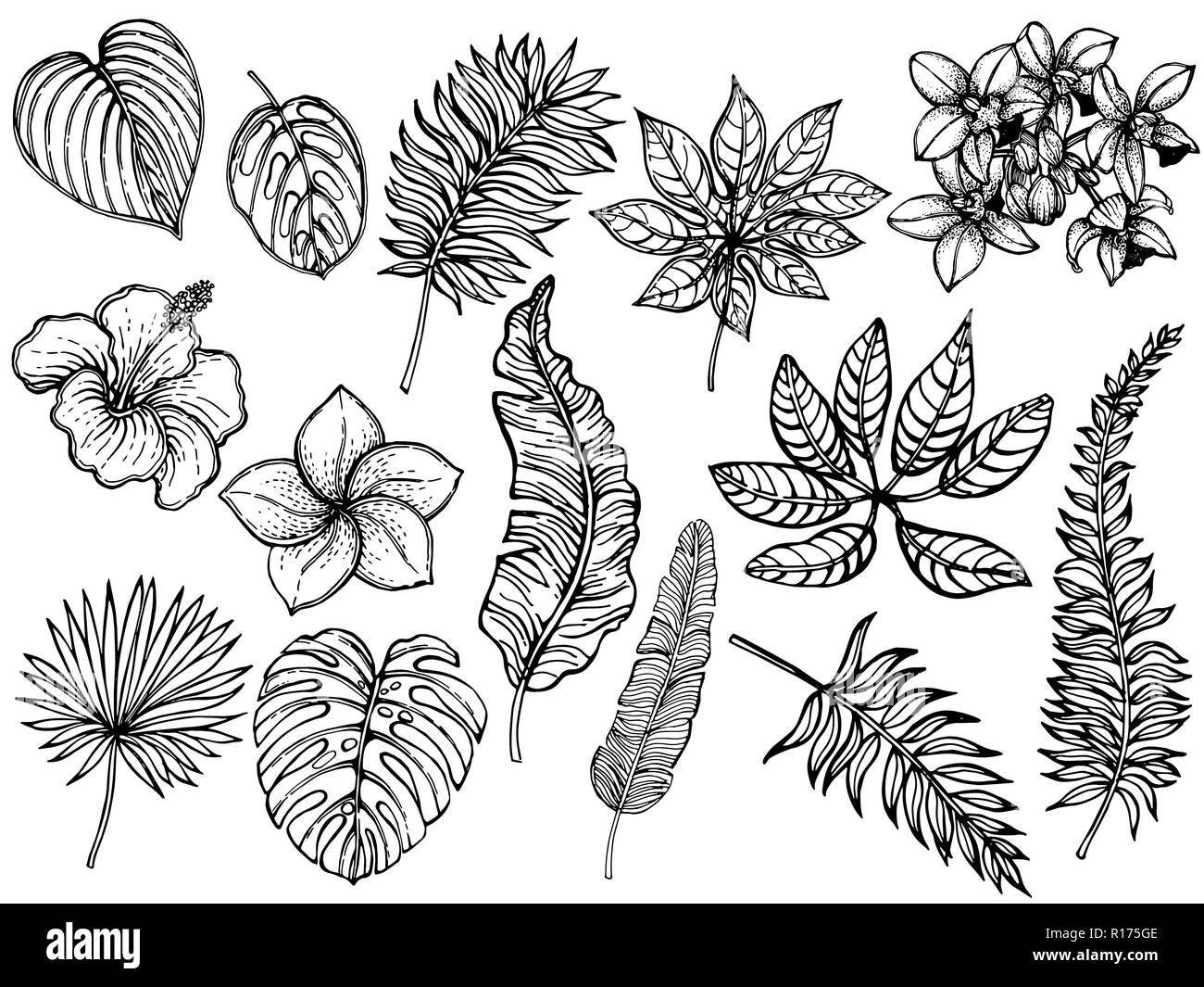 Big set of hand drawn sketch style tropical plants isolated on white background. Vector