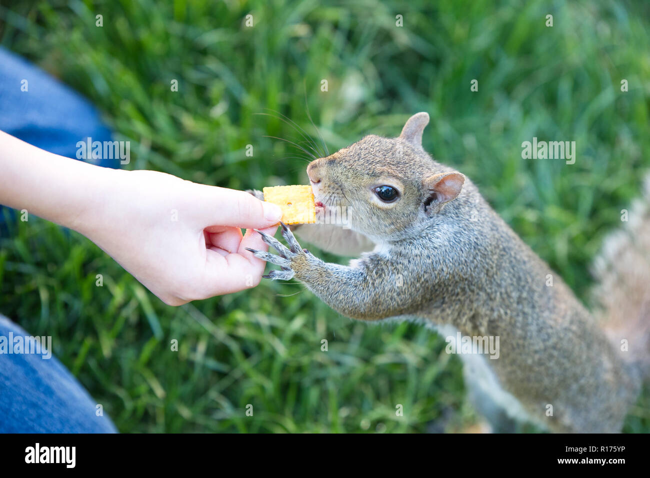 A hungry squirrel feeds on leftovers in a public park at the commons in Boston, Massachusetts. Stock Photo