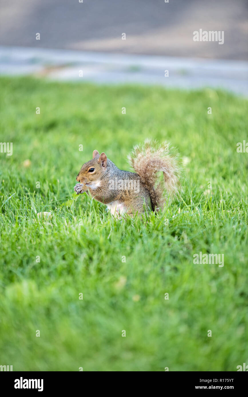 A hungry squirrel feeds on leftovers in a public park at the commons in Boston, Massachusetts. Stock Photo