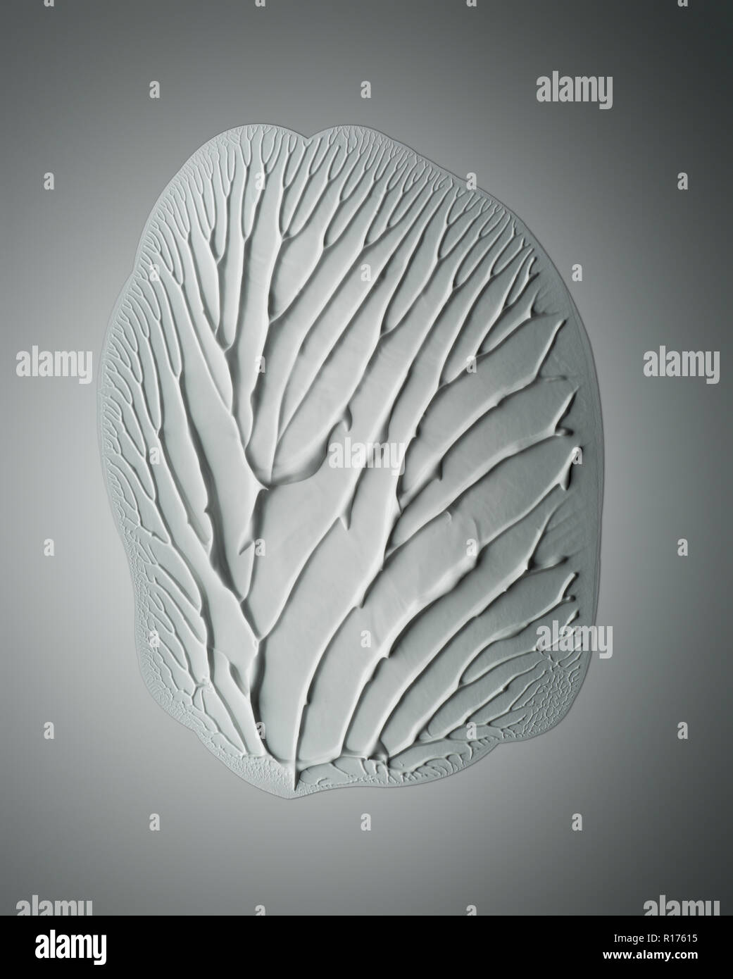 Fingerprint impression from hand cream on white background Stock Photo ...