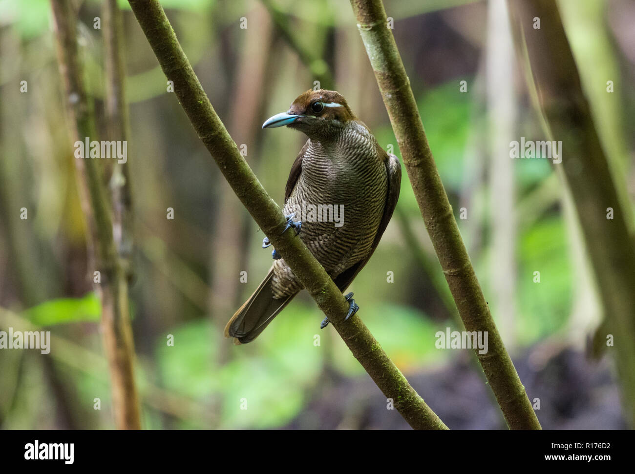 A female Magnificent Bird of Paradise (Diphyllodes magnificus). Syoubri, Arfak Mountain, West Papua, Indonesia. Stock Photo