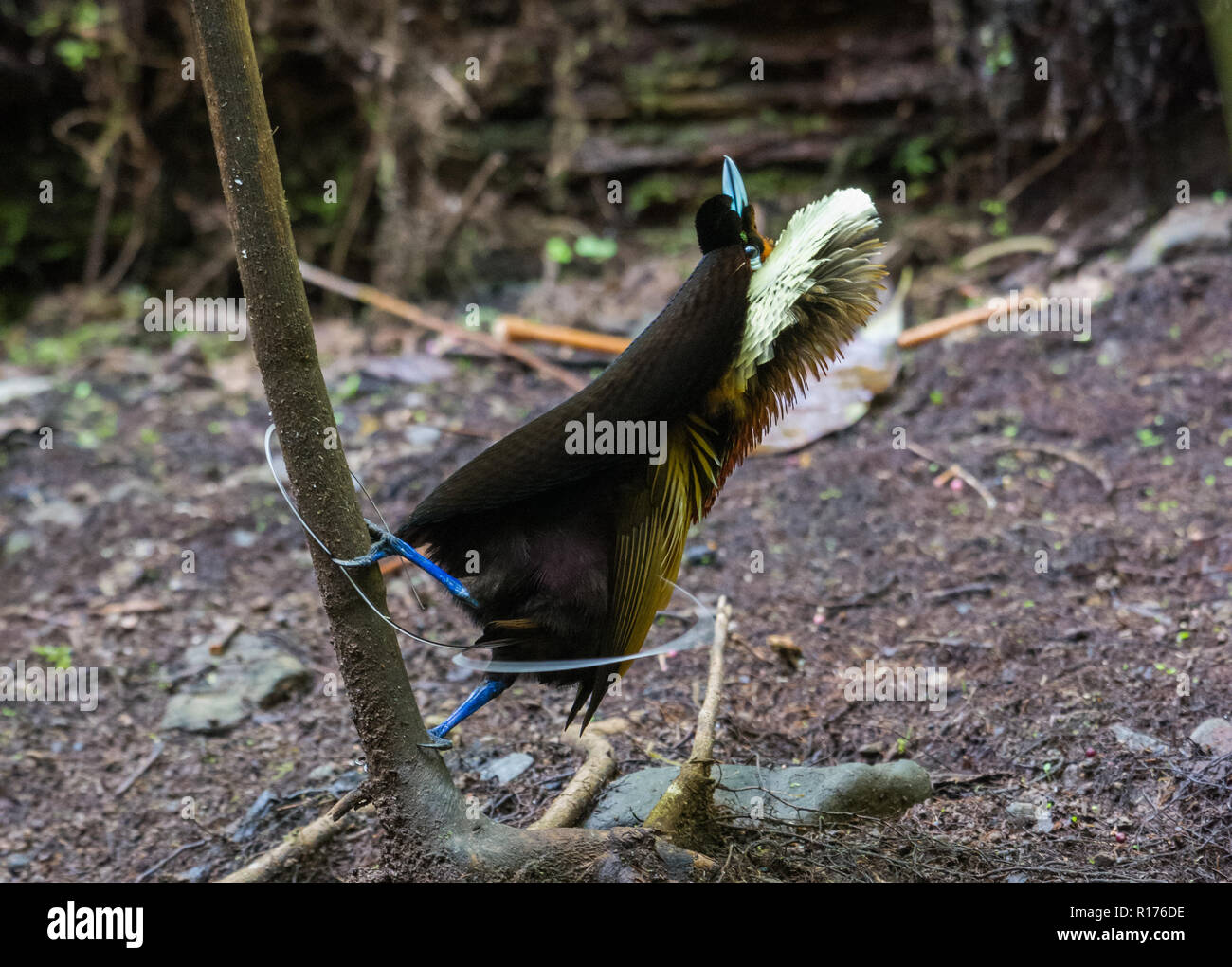 A male Magnificent Bird of Paradise (Diphyllodes magnificus) in courtship display. Syoubri, Arfak Mountain, West Papua, Indonesia. Stock Photo