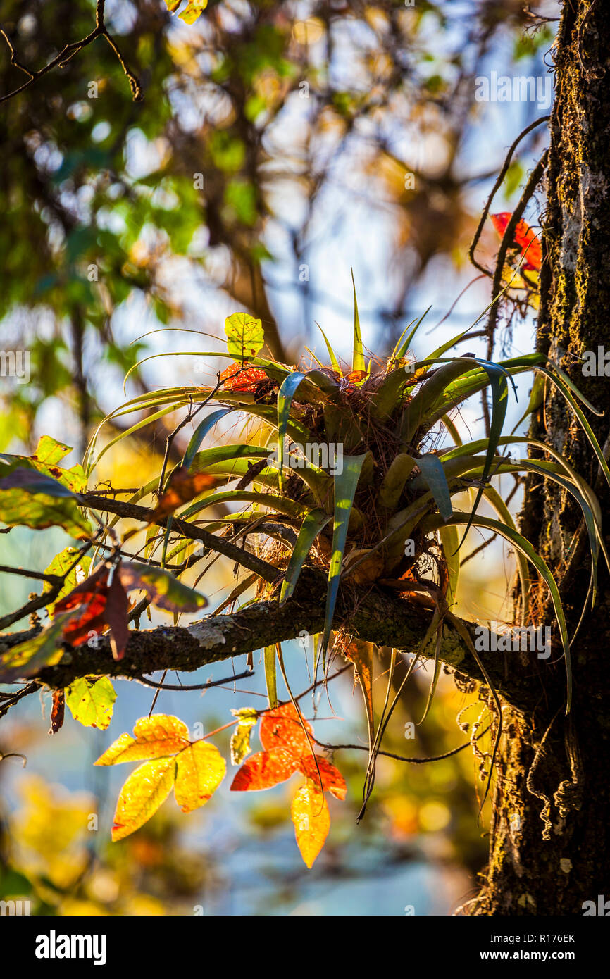 Bromeliad and colorful leaves near Lake Zirahuen, Michoacan, Mexico. Stock Photo