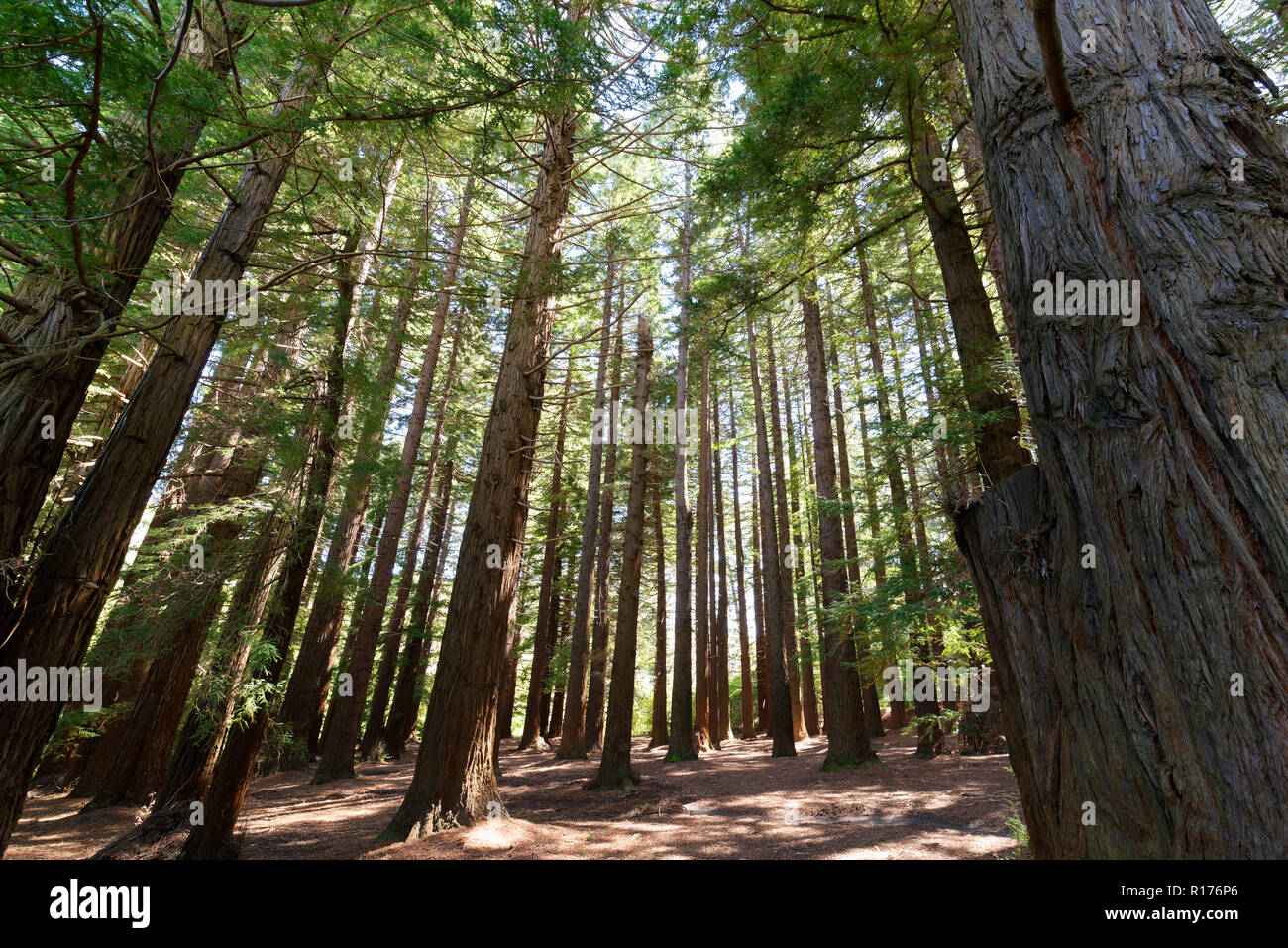 Redwood forest on Te Mata Peak Stock Photo