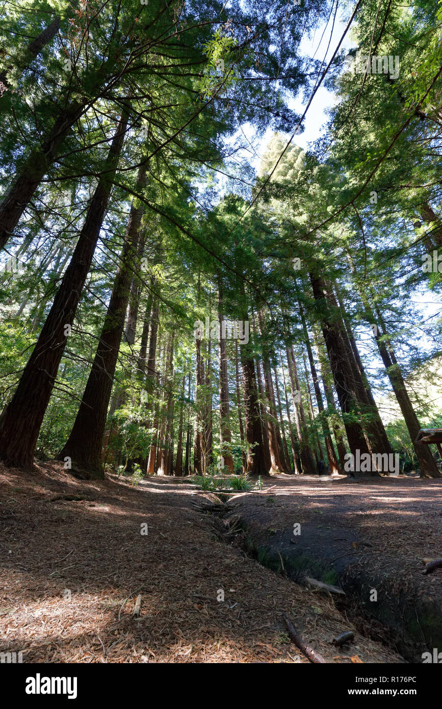 Redwood forest on Te Mata Peak Stock Photo