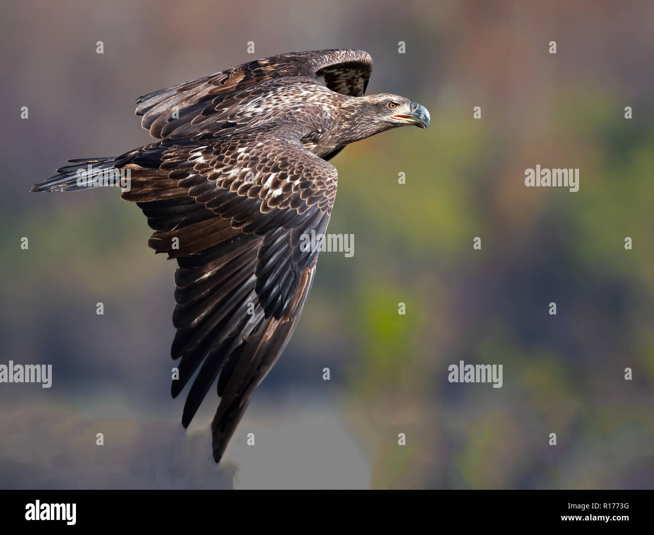 Juvenile Bald Eagle in Flight Stock Photo - Alamy